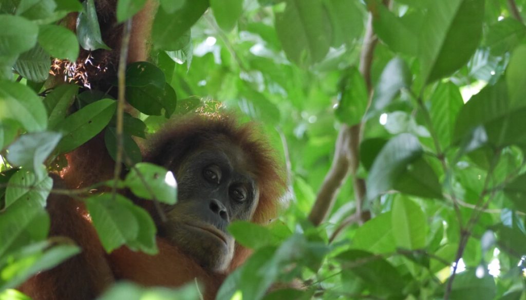 Foto 18.02.18, 09 54 46 Bukit Lawang – die letzten Orang-Utans