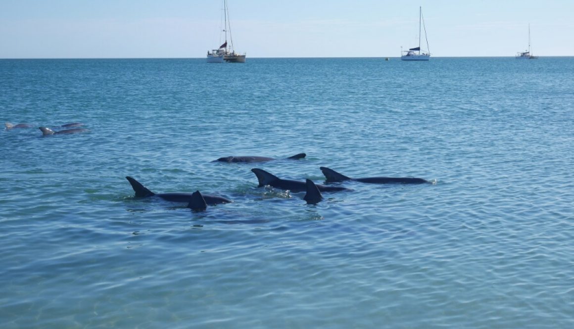 Roadtrip III – Shark Bay